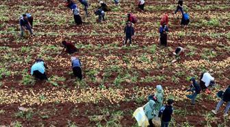 Hasat başladı, aylık kazançları 100 bin lirayı buluyor