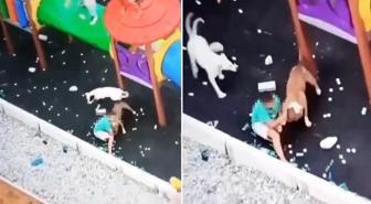 Sokak köpekleri parkta oynayan küçük çocuğa saldırdı