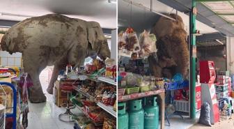 Vahşi fil marketi bastı, raflardaki atıştırmalıkları yedi