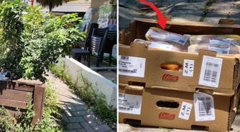 Zincir markette skandal! Tavukları güneşin altında beklettiler