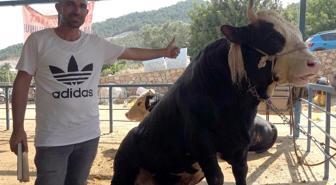 1 ton 300 kiloluk tosun 430 Bin TL'ye satıldı