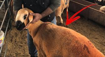 Bunlar da Sivas Kangal kuzuları! Etlerini daha lezzetli kılan bir özellikleri var