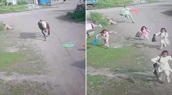 Bu bayramı hiçbir zaman unutmazlar! Çocukların boğayla imtihanı kamerada
