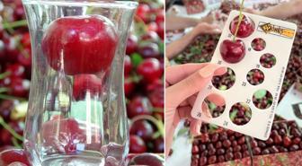 Çay bardağına sığmayan dev kirazda hasat başladı, piyasa değeri 500 TL
