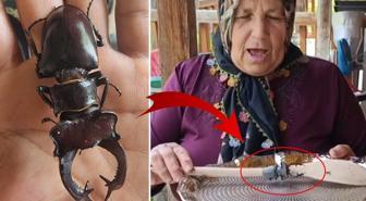 Bu böceği öldürmenin cezası 560 bin TL