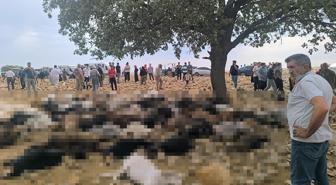 Şırnak'ta yıldırım isabet eden 99 küçükbaş hayvan telef oldu