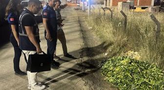 Ticaret Bakanlığı'ndan Kocaeli'de boş araziye salatalık döken kişiye dev ceza