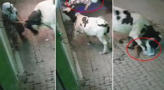 Başıboş inek, evinin önünde bekleyen yaşlı kadına saldırdı
