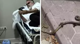 Mevsimlik işçiye yılan saldırdı, hastanelik oldu