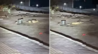 Esenyurt'ta onlarca fare sokak ortasında cirit atıyor