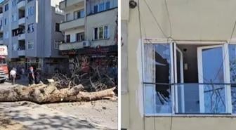 Sakarya'da asırlık ağaç binanın üzerine devrildi