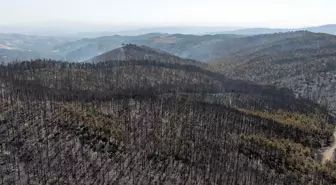 Bursa'da acı tablo! Yangının bıraktığı tahribat havadan görüntülendi