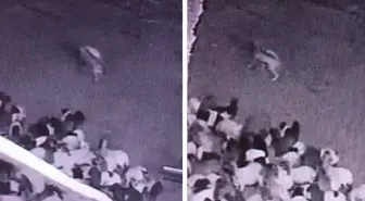 Batman'da sürüye kurt saldırısı! O anlar kameralarda