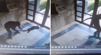 Sokak kedisini dakikalarca işkence ederek öldürdü