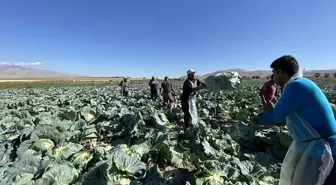 Günlük 4 bin TL'ye işçi bulunamıyor! Tarlada kriz büyüyor