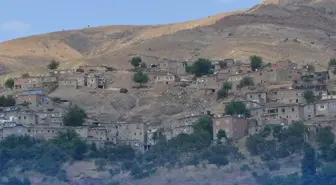Köyü istila ettiler! Bir ısırığı hayattan koparıyor