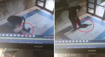 Kediyi vahşice öldüren caninin ifadesi ortaya çıktı: Onu can düşmanım gibi gördüm