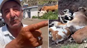 Yetkililer buna ne diyecek? Şap hastalığının vurduğu Ardahan'da vatandaştan olay sözler