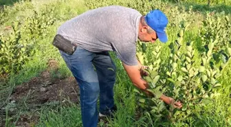 Arkadaşının tavsiyesi ile dikti, şimdi paraya para demiyor