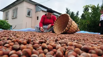 Fındık alım fiyatı belli oldu