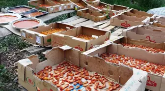 Bu sene verim yüksek! Van'da kayısının kilosu 300 TL'ye satılıyor