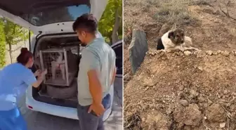 Sadık köpeği ünlü sanatçı sahiplendi! Verdiği Kürtçe isim dikkat çekiyor