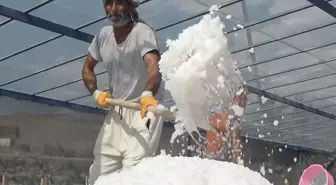 450 yıllık mucize! Dünyada sadece Kemah'ta var, 2 bin ton üretilecek