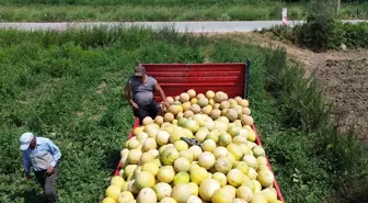 Sadece Bafra Ovası'nda yetişiyor! Süheyla Kavunu'nun kilosu 12 TL'den kapış kapış gidiyor