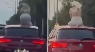 Otomobil üzerinde dans eden kadına ceza