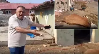 Ardahan'da durum vahim! 6 hayvanını kaybeden üretici ahırı gösterip isyan etti