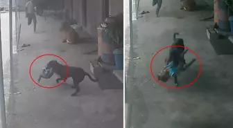 Sokak köpeğinin kaçırmaya çalıştığı çocuğun imdadına babası yetişti