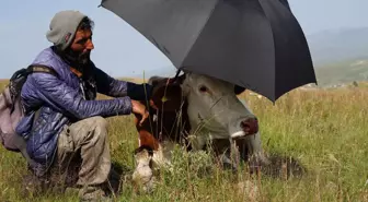 Şap hastalığının pençesinde kıvranan Ardahan'da çaresizliğin fotoğrafı