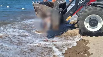 Bodrum'da ölü yunus sahile vurdu, turistler şok oldu