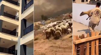 İnsanlığımızdan utandık! Yangından kaçan çoban ve koyunları siteye alınmadı