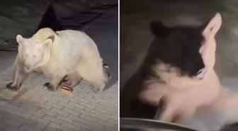 Ayılara yakından bakmak isterken saldırıya uğradı