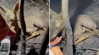 Çanakkale'de yürekleri parçalayan görüntü