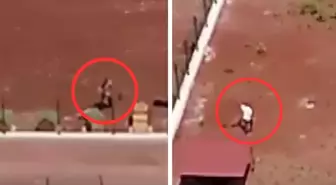Kars'taki köpeklere şiddet görüntülerine jet soruşturma