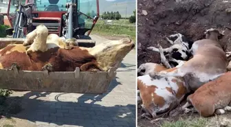 Ardahan'ın sessiz çığlığı! Ölen hayvan sayısı korkunç boyutlara ulaştı