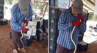 Yakaladığı yılana önce elleriyle su içirdi sonra okşayıp öptü