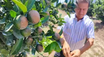 Sıcak hava narenciyeyi vurdu