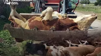 Durum vahim! Bölge vekilinin anlattıkları tüyleri diken diken etti