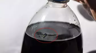 Marketten aldıkları kolanın içinden ölü arı çıktı