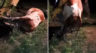 Ardahan'ın çöküşü! Gömülen sadece hayvanlar değil, umutlar ve emekler de toprağa karışıyor