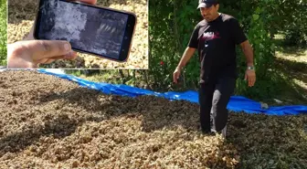 Fındığının çalındığını sandı, kameraları izleyince şoke oldu