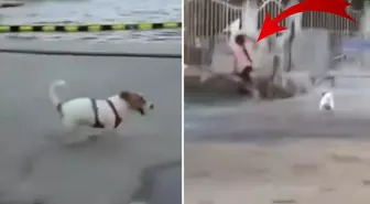 Yapımcı Erol Köse'nin kızı, köpeği serbest bırakıp çocuğun üzerine saldı