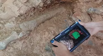 Denizli'deki kazılarda kazmayı vurdukça fosil fışkırdı, 9 milyon yıllık 27 tür bulundu
