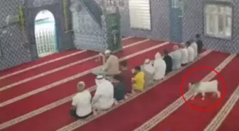 Mardin'de cemaat namaz kılarken camiye oğlak girdi