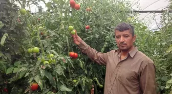 Bu mahallede toprak altın değerinde: 20 dekarlık seradan tonlarca ürün aldılar