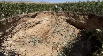 Gören dehşete düştü! Resmen tarlayı yuttu
