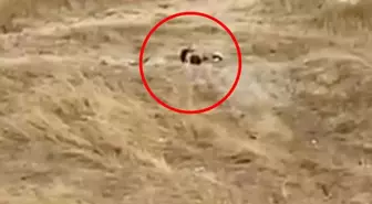 Müftülüğün yanında rezalet! Gündüz vakti tarlada ilişkiye girdiler